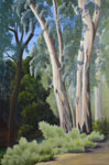 Eucalyptus, UC Davis Arboretum